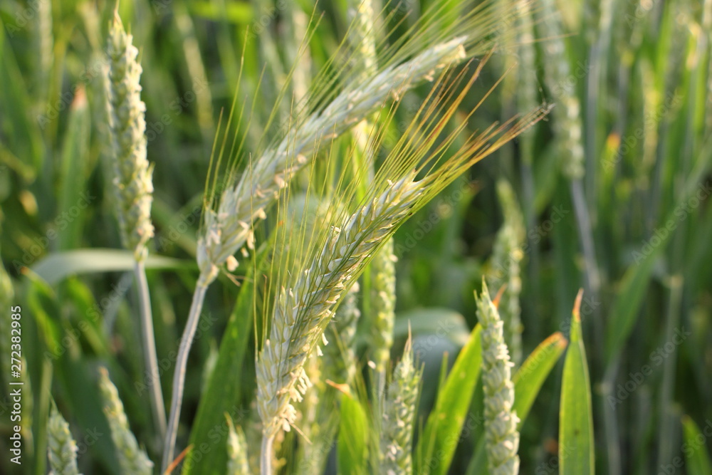 Green ears of unripe wheat in the sun, growing cereals on field close up