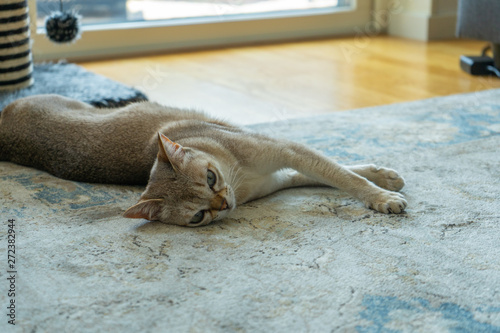 Photography Singapura cat lazy afternoon