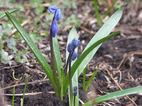 Распускается бутон голубой Пролески, крупным планом