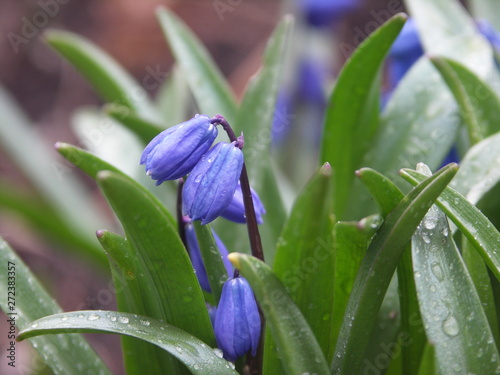 Цветы, бутон голубой Пролески, первоцвет, крупным планом
