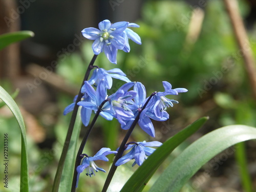 Пролеска голубая, первоцвет, крупным планом