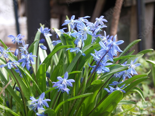 Цветет Пролеска голубая, первоцвет, красота весны