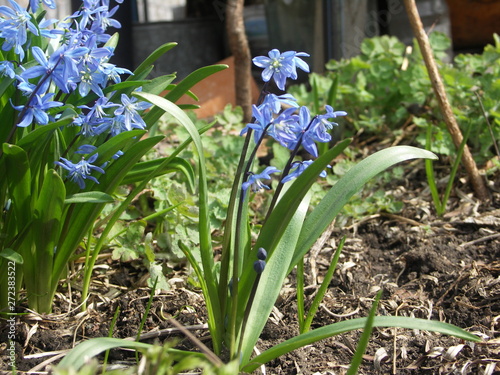 Цветет голубая Пролеска, первоцвет