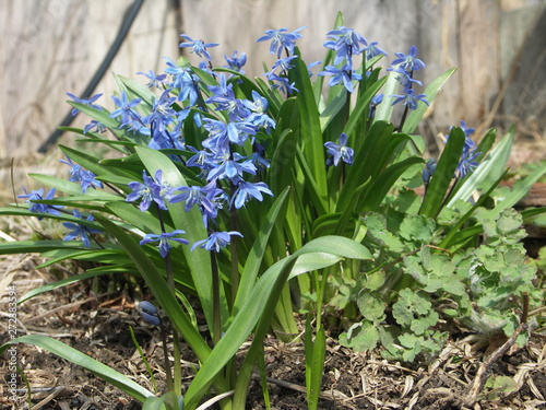 Цветет Пролеска голубая, первоцвет