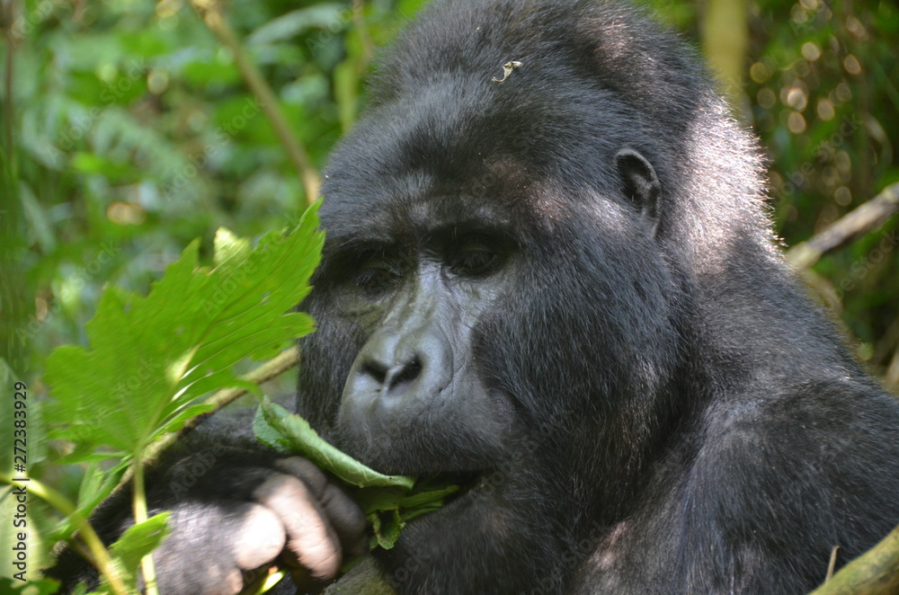 A silverback mountain gorilla in a rainforest in Uganda.Mountain Gorilla sitting in her natural habitat. Africa, Uganda, Bwindi Impenetrable Forest and National Park. Mountain, or eastern gorillas,.