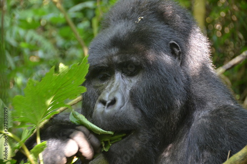 A silverback mountain gorilla in a rainforest in Uganda.Mountain Gorilla sitting in her natural habitat. Africa, Uganda, Bwindi Impenetrable Forest and National Park. Mountain, or eastern gorillas,. © Ewelina