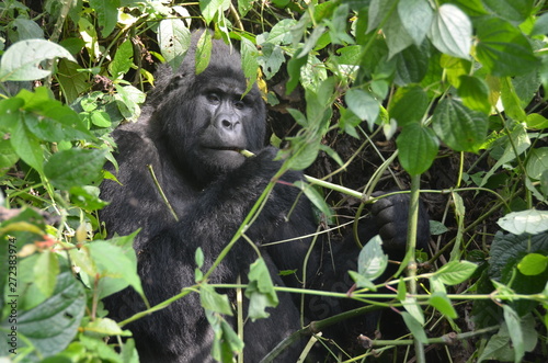 A silverback mountain gorilla in a rainforest in Uganda.Mountain Gorilla sitting in her natural habitat. Africa, Uganda, Bwindi Impenetrable Forest and National Park. Mountain, or eastern gorillas,. © Ewelina