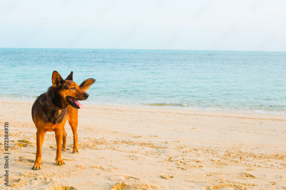 A happy dog relaxing on the beach. summer concept A happy dog relaxing on the beach. summer concept