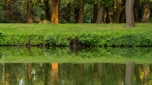 Fototapeta Naklejka Na Ścianę i Meble -  trees grow in a park near the pond