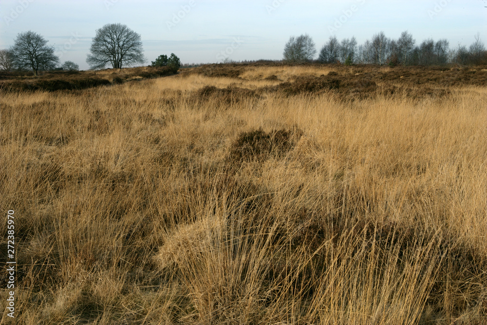 Havelte drente Netherlands. Heather and peat fields in winter