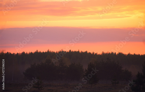 Fototapeta Naklejka Na Ścianę i Meble -  Morning scarlet dawn on the edge of the forest in the spring