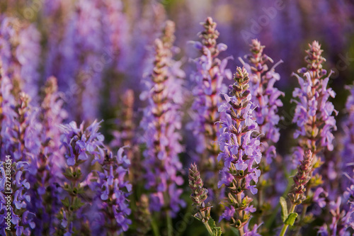 Lavender flowers blooming. Purple field flowers background. Tender lavender flowers © Наталья Маяк
