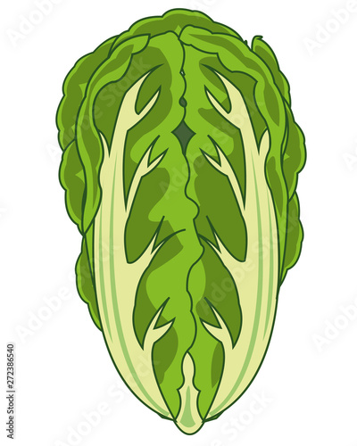 Vector illustration of the vegetable cabbage china
