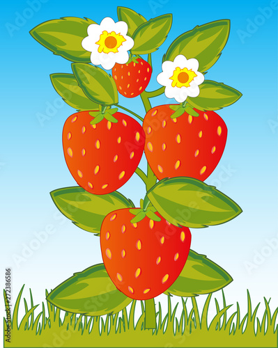 Bush with ripe berry victoria in herb