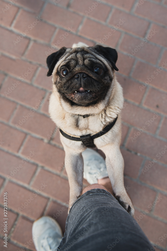 Portrait of a cute pug playing with leg looking to camera with opened mouth. Red bricks background.