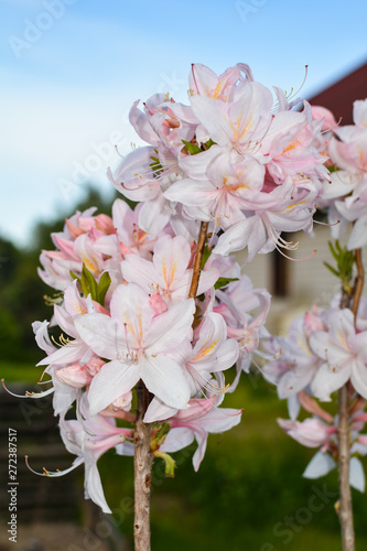 Fototapeta Naklejka Na Ścianę i Meble -  Beautiful pink rhododendron bloom in the garden