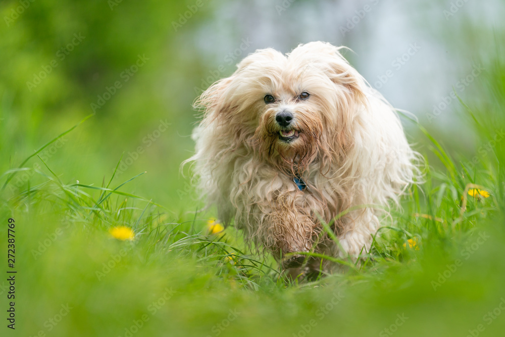 Havaneser in der Natur