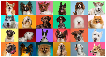 Young dogs are posing. Cute doggies or pets are looking happy isolated on colorful or gradient background. Studio photoshots. Creative collage of different breeds of dogs. Flyer for your ad.