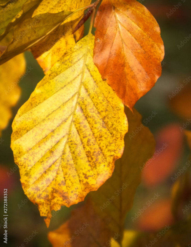 Obraz premium Close up of autumnal leaves. Nature background.
