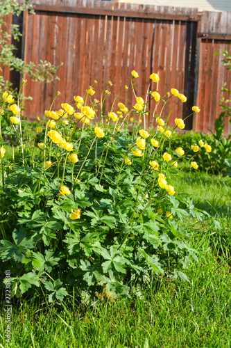 Nice yellow flowers bloom in the garden