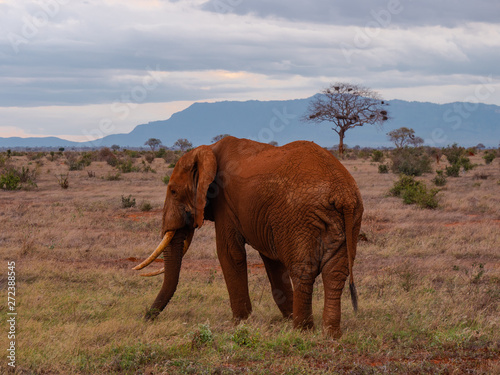 Elephant in Tsavo East National Park  Kenya