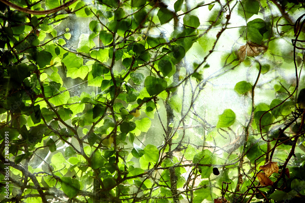 Fototapeta premium photo of the window to the nature