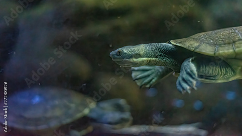 (Emydura macquarii) australian murray river turtle swiming in a fish tank
