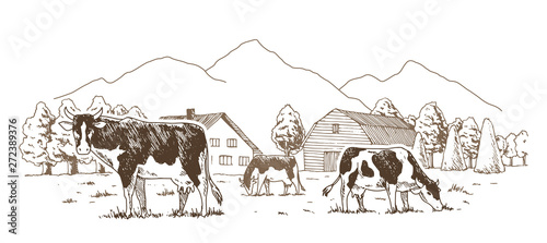 Dairy farm. Cows graze in the meadow. Rural landscape, village vintage sketch. photo