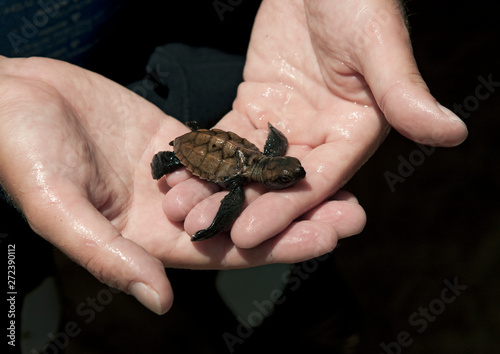 Baby turtle on misali island, Pemba, Tanzania photo