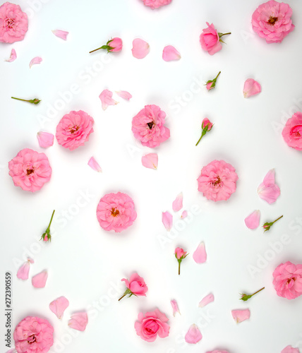 blooming buds of pink roses on a white background, top view