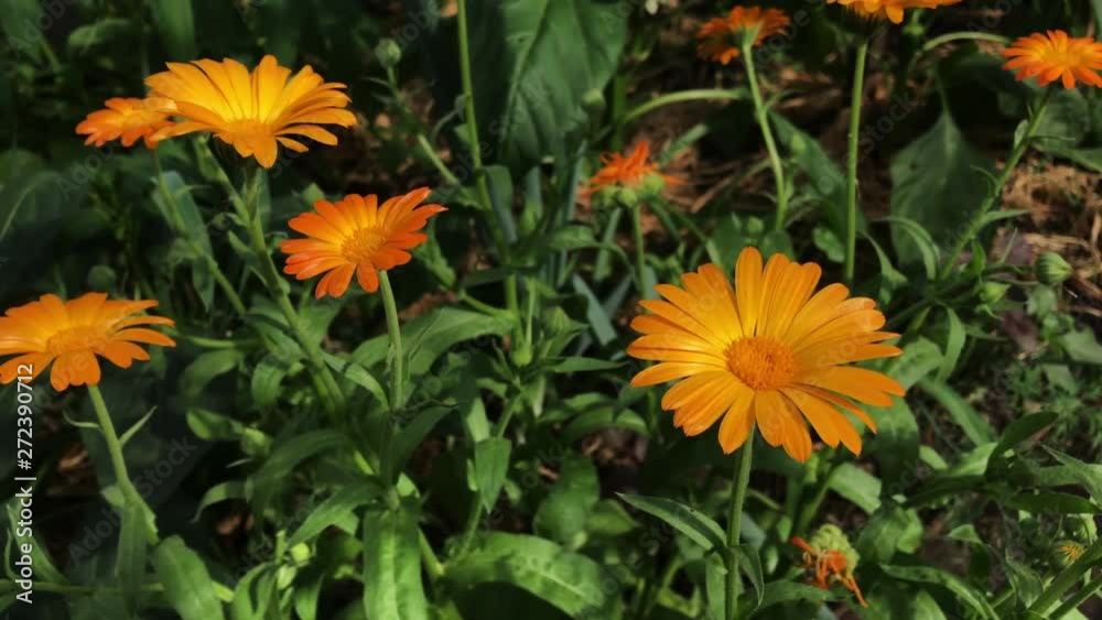 Orange Flowers Of Calendula Officinalis. Medicinal Plant. Orange Flowers Of Calendula Officinalis. Medicinal Plant.