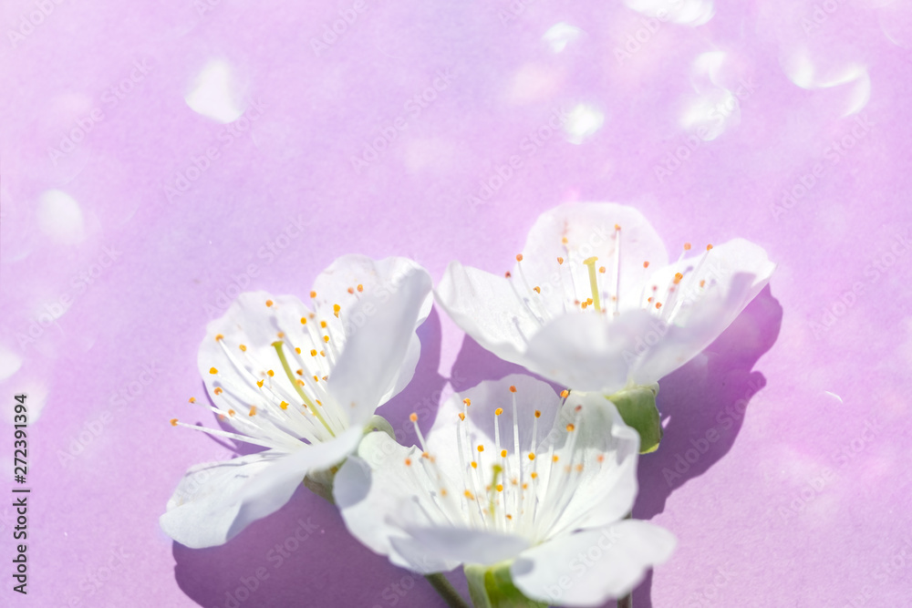Sakura blossom on violet pastel background, spring flowers. Sakura blossom on violet pastel background, spring flowers.