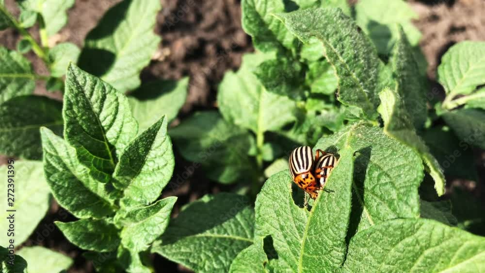 Colorado beetle pest sits on the eaten tops of potatoes. Colorado beetle pest sits on the eaten tops of potatoes.