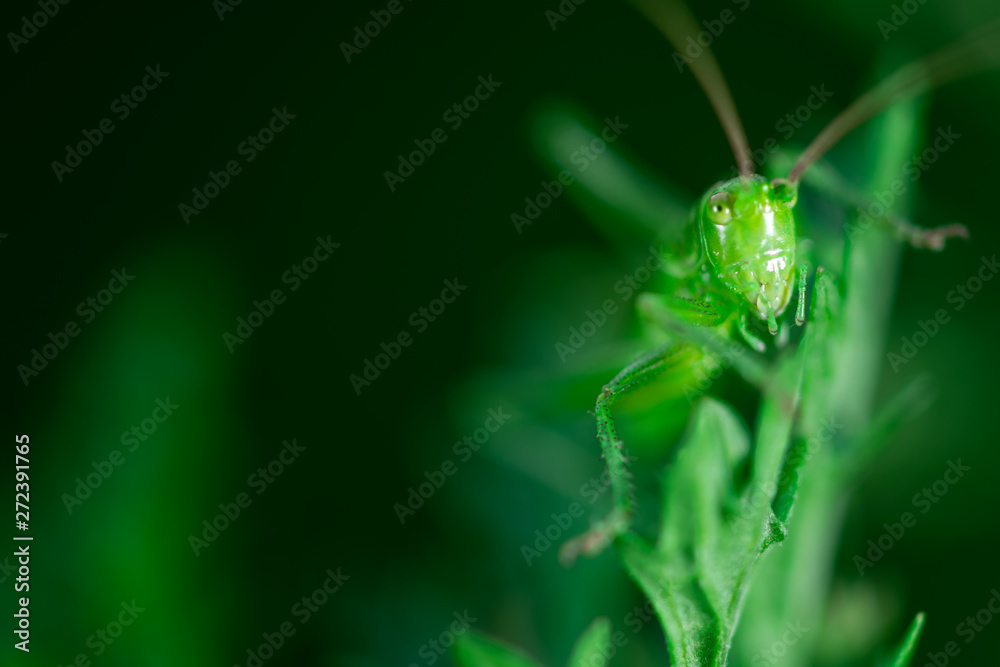 Macro photo, close up, insect, Green grasshopper is sitting on a leaf, Great green bush-cricket, Orthoptera, Arthropoda Macro photo, close up, insect, Green grasshopper is sitting on a leaf, Great green bush-cricket, Orthoptera, Arthropoda