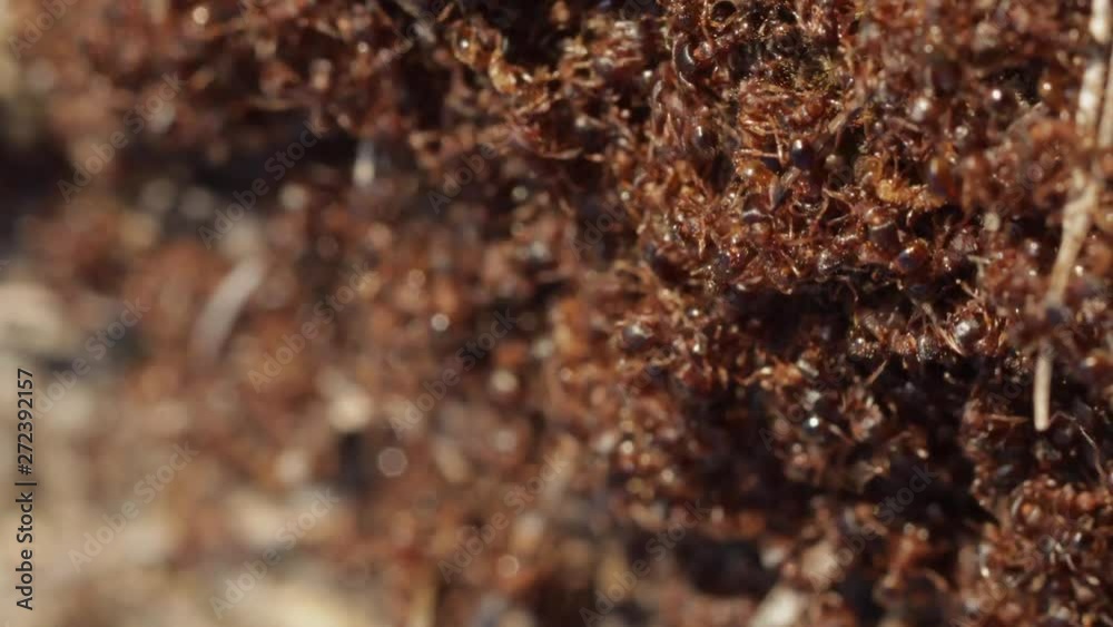 Colony of ants crawling in mass on the ground with soft depth of field, still macro shot of wildlife Colony of ants crawling in mass on the ground with soft depth of field, still macro shot of wildlife