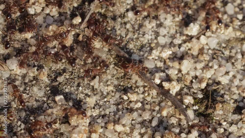Many small black ants crawling on the stone ground with twig, still macro close-up shot Many small black ants crawling on the stone ground with twig, still macro close-up shot
