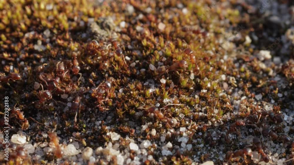 Lots of tiny ants crawling on stone and moss macro close-up still shot Lots of tiny ants crawling on stone and moss macro close-up still shot