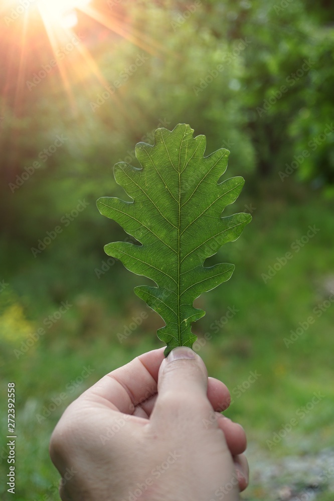 hand with green leaf textured in the mountain in the nature hand with green leaf textured in the mountain in the nature
