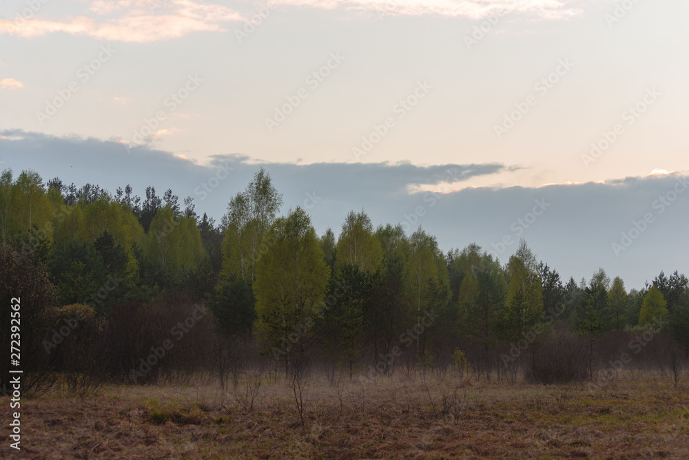 A small fog at the edge of the forest at sunset after rain