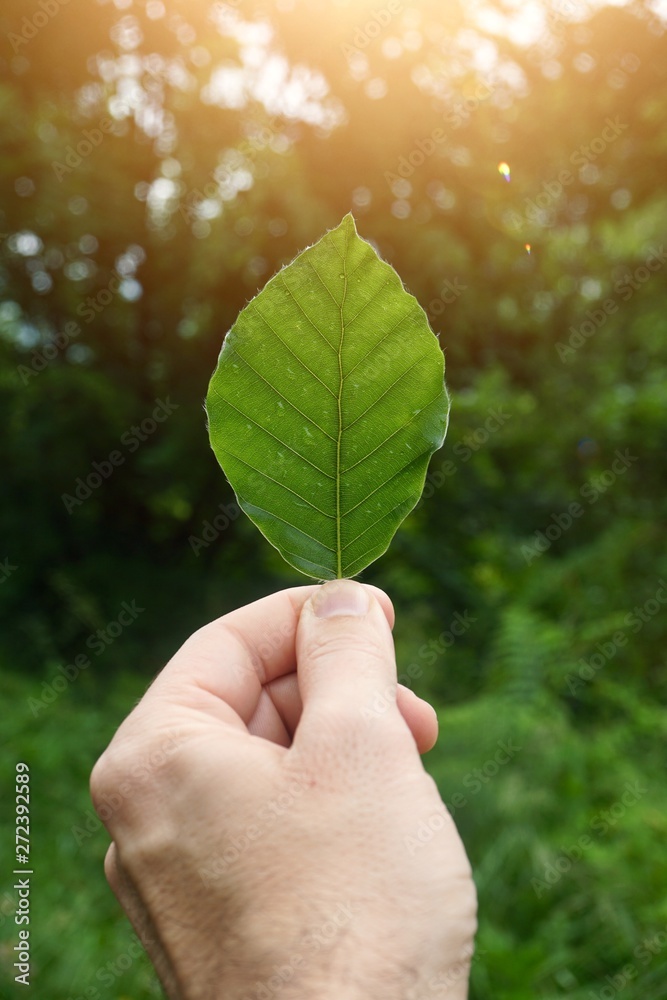 hand with green leaf textured in the mountain in the nature hand with green leaf textured in the mountain in the nature