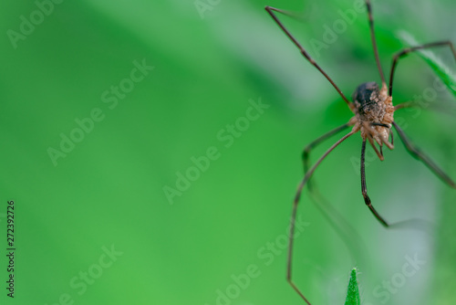 Harvestmen waiting to attack its prey (male), Macro photo, close up, insect, spider, Opiliones, Phalangiidae, Arthropoda,