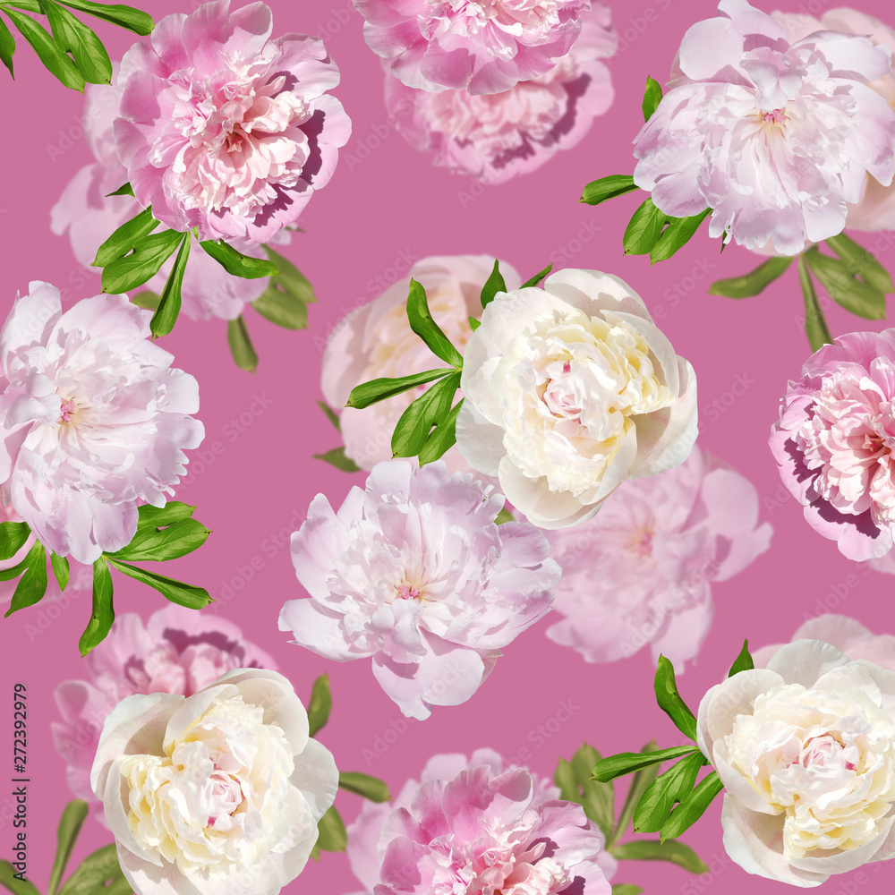 Beautiful floral background of pink and white peonies. Isolated