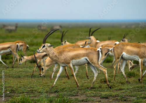 Tanzania, Mara, Serengeti National Park, male grant's gazelles (nanger granti) herd photo