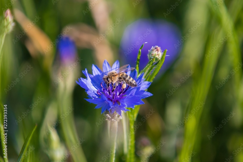 Obraz premium A bee on a blue flower . Collects pollen and drink nectar, blue flower with insect