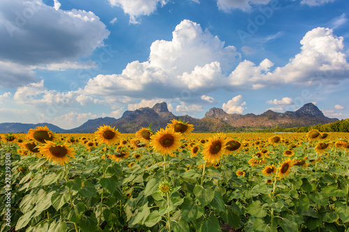 Beautiful sunflowers in spring field and the plant of sunflower is wideness plant in travel location, Khao Chin Lae Sunflower Field, Lopburi Province, Thailand photo