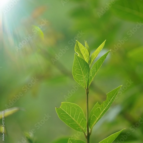 green flower plant in the garden in summer, plants in the nature, green background