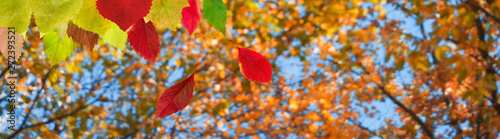 image of autumn trees in a park close up