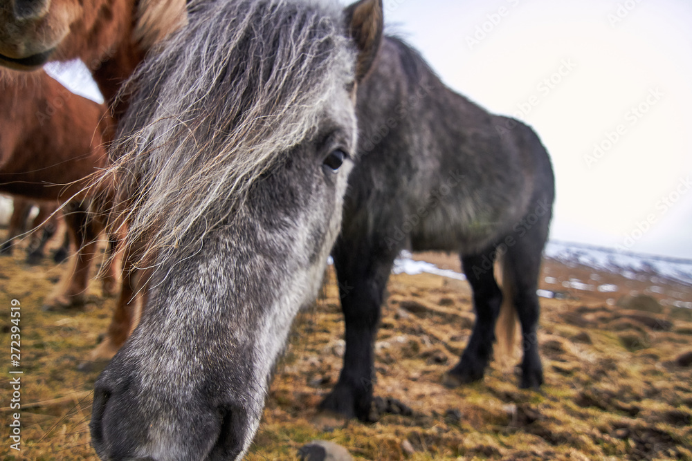 Fototapeta premium Iceland horses with beautiful lights