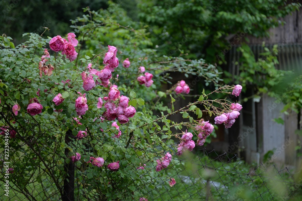 rose flowers rose flowers