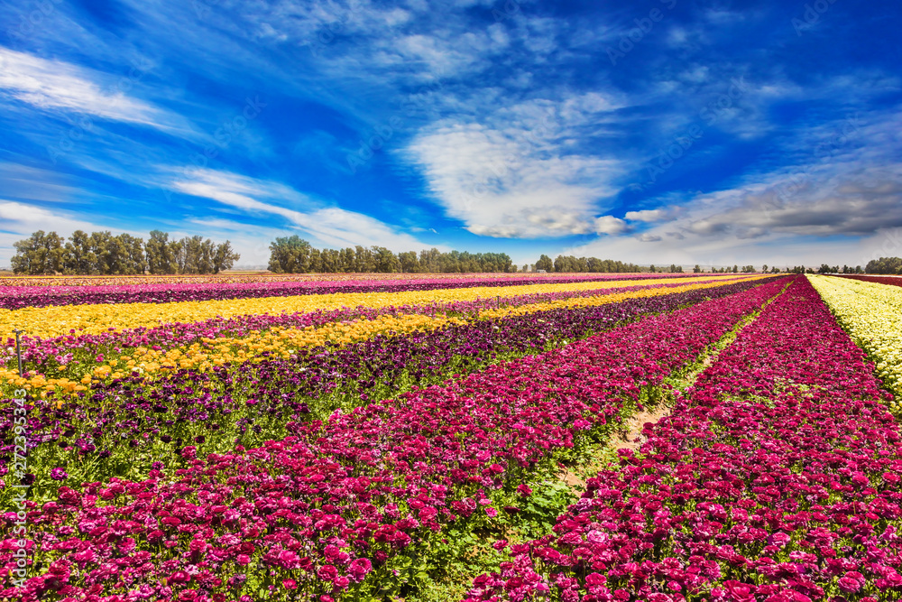 The field of flowering buttercups